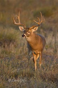 white-tailed deer, buck at sunset, s. Texas