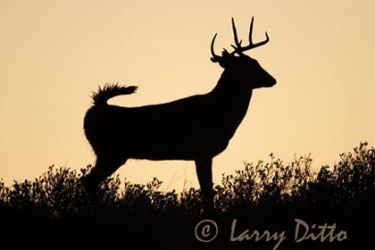 White-tailed Deer (Odocoileus virginianus) buck, winter, silhouetted on hill top at sunrise, s. Texas