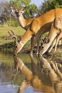 White-tailed Deer (Odocoileus virginianus) bucks drinking in summer, s. Texas