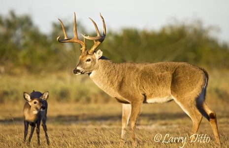 White-tailed Deer (Odocoileus virginianus) large buck and fawn, winter, s. Texas