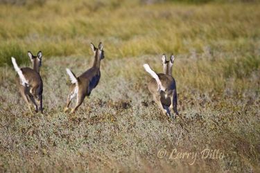 White-tailed Deer (Odocoileus virginianus) does running, s. Texas, showing danger by flagging the white tail