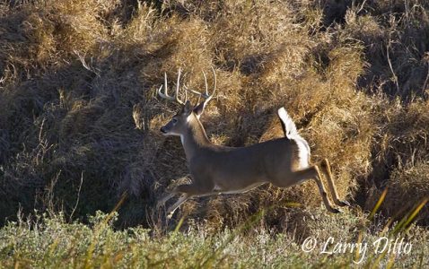 white-tailed deer (Odocoileus virginianus) buck jumping, s. Texas, winter