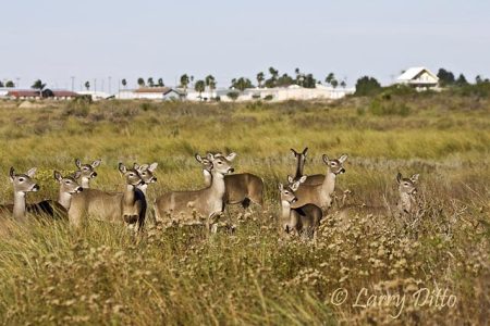 Deer (Odocoileus virginianus) herd near a town, Texas