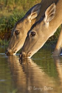 White-tailed Deer (Odocoileus virginianus), females, drinking, s. Texas, summer
