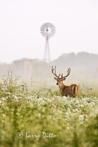 White-tailed Deer (Odocoileus virginianus) buck in velvet with windmill in background, summer, Texas