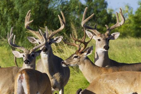 White-tailed Deer, bucks feeding