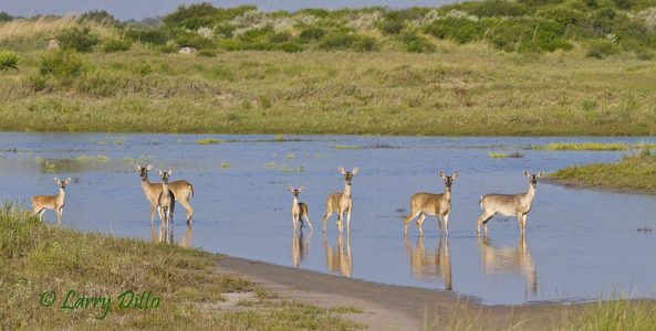 Crossing the Inlet_Larry Ditto