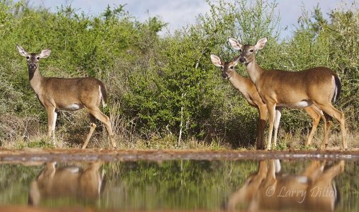 White-tailed Deer (Odocoileus virginianus) at s. Texas ranch pond