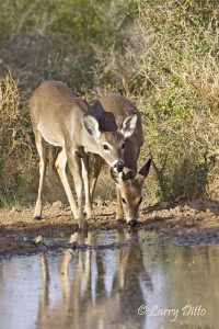 White-tailed Deer (Odocoileus virginianus) fawns, winter