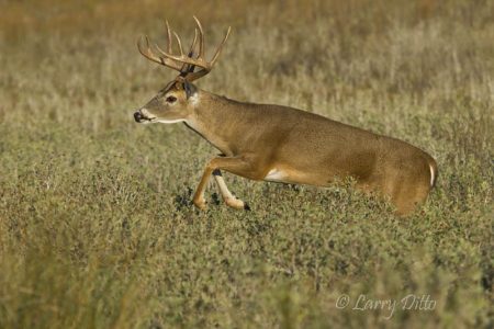 White-tailed Deer, buck running, Texas