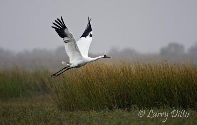 Whooping Crane (Grus americana) adult in flight over marsh at Aransas National Wildlife Refuge, Texas, winter