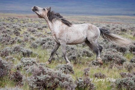 Wild horse in Wyoming