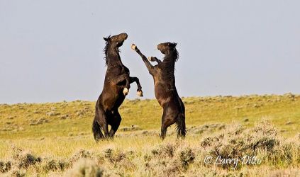 Feral Horses (Equus caballus) males fighting with hooves and teeth, Wyoming, June