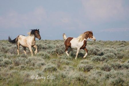 Feral Horses (Equus caballus), Wyoming, summer