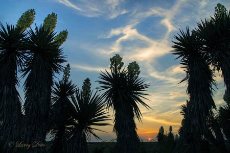 Yuccas and ghost-like clouds at sunset, South Texas