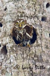 Ferruginous Pygmy Owl (Glaucidium brasilianum) emereging from cavity in palm tree, Los Ebanos Ranch, Tamaulipas, Mexico