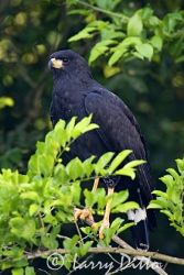 Great Black Hawk (Buteogallus urubitinga) perched in forest edge, Los Ebanos Ranch, Tamaulipas, Mexico