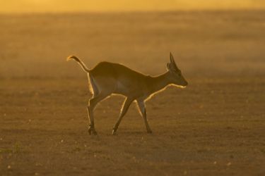 Lechwe antelope (Kobus leche) is a semi-aquatic antelope of Africa, imported to the U.S. for hunting; s. Texas ranch.