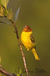 Mangrove Warbler (Dendroica erithacorides) male singing on territory, May, Rancho Los Ebanos, Tamaulipas, Mexico