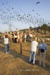 Bat watchers enjoy the evening show at Mexican Free-tailed Bats emerge from roost cave