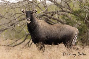 Nilgai antelope bull