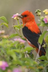 Scarlet Tanager (Pitanga olivacea) male feeding on Lantana berries, spring, South Padre Island, Texas