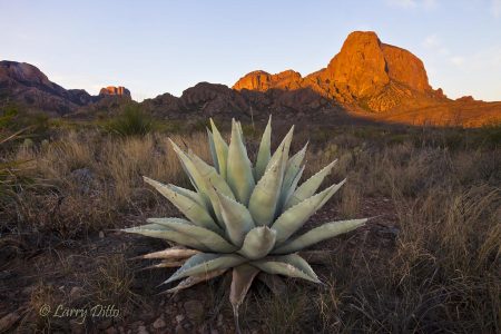 Agave and Casa Grande Peak at sunrise, Big Bend National Park, Texas.