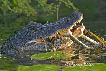 American Alligator (Alligator mississipiensis) eating bull frog amid water lilies, Texas gulf coast, summer