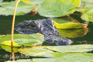 American Alligator (Alligator mississipiensis) floating amid water liliies, Texas Gulf Coast, summer