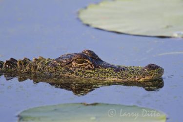 American Alligator (Alligator mississipiensis) floating among lily pads at Brazos Bend State Park, Texas