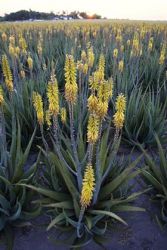 Aloe fields in bloom at sunset at Hilltop Gardens aloe farm near Harlingen, Texas. Headquarters, store and interpretive area on hilltop with palm trees.
