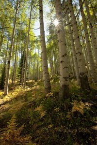 Sunbeam in aspens, Colorado