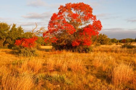 Trees changing color in November near Menard, Texas. Early morning with yucca and bluestem grass.