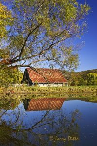 Barn reflected in pond near Boxley, Arkansas, October, leaves on willows changing color to gold