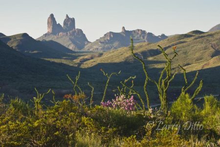 Mule Ears and Cenizo in bloom, Big Bend National Park, Texas, July