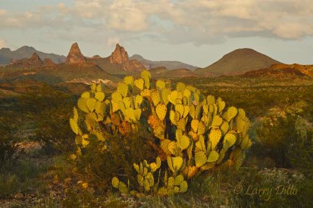 Mule Ears formation in Big Bend National Park, Texas at sunset with cactus in foreground,