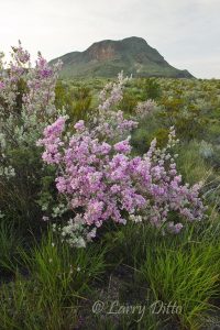 Cenizo in bloom, Big Bend National Park, Texas, July