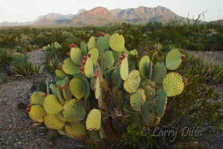 Chisos Mountains and Prickly Pear in Big Bend Natl. Park, Texas, July