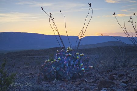 Prickly Pear Cactus and ocotillo near Santa Elena Canyon, Big Bend Natl Park, Texas