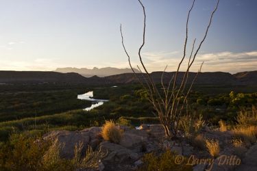 Rio Grande in Big Bend National Park, Chisos Mountains in background, Ocotillo plant in foreground, sunset