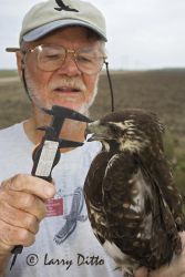 Leg diameter and length of culmen (ridge of upper beak between skin and tip of beak) are measured on each white-tailed hawk captured for comparison and description of birds relating to age and sex. It's all part of Dr. Bill Clark's study of white-tailed hawks in s. Texas