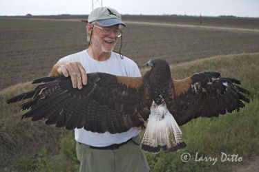 Each white-tailed hawk captured by Dr. Bill Clark during his study of the species is photographed top and underside to record plumage variations for comparisons in aging and sexing the species. Clark is admiring this three-year old bird just before he releases it back to the wild.