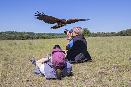 Nature photographers capturing images of a landing Harris's Hawk, central Texas.