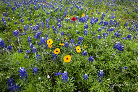 Bluebonnets and other wildflowers in Texas hill country; spring