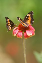 Bordered Patches (Chlosyne lacinia) can be found nectaring on Indian Blanket at Falcon State Park butterfly garden.