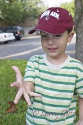 Boy releasing queen butterfly.