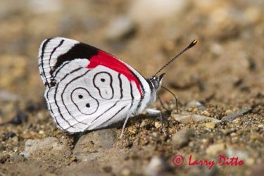 Eighty-eight Butterfly (Diaethria anna) on moist sand near the Rio Frio, El Cielo Biosphere Reserve, Tamalulipas, Mexicio