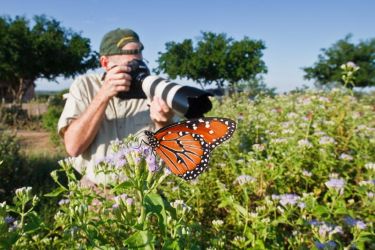 "butterfly photographer's paradise" at Falcon State Park Butterfly Garden... Thousands of Queens and other species flit about gardens that were planted and are maintained by park volunteers.