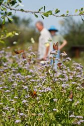 Falcon State Park visitors will find mid-day is the best time for butterflying the fabulous garden. One might encounter 20 species or more among the mist flowers, Turk's cap, frog fruit, and other flowering plants.