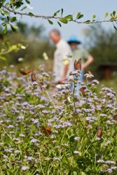 Falcon State Park visitors will find mid-day is the best time for butterflying the fabulous garden. One might encounter 20 species or more among the mist flowers, Turk's cap, frog fruit, and other flowering plants.